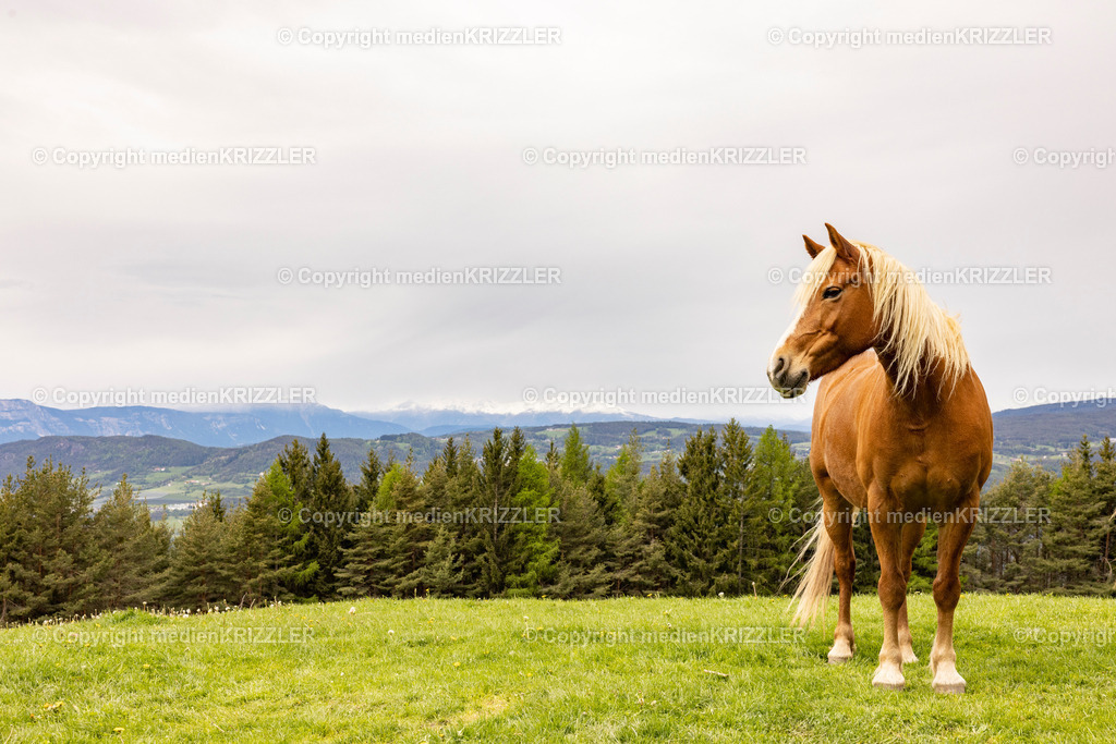 Tuff Alm | medienkrizzler - Realisiert mit Pictrs.com