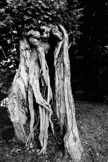 Baum Füße 16 | ARDT Foto Kunst