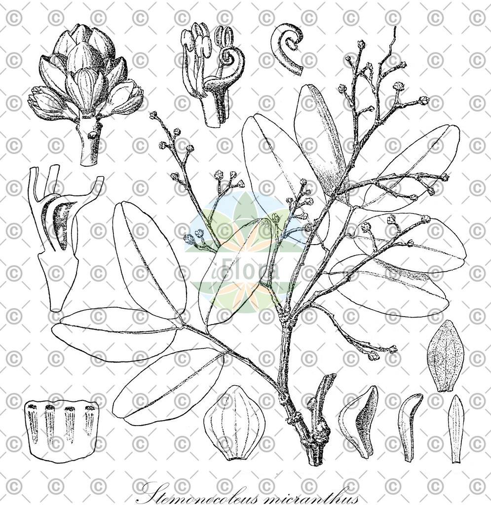 HistAbb_wfo-0000498810_1_ENZY_Simple | Historische Abbildung von Stemonocoleus micranthus - Fabaceae | Historical Illustration of Stemonocoleus micranthus - Fabaceae