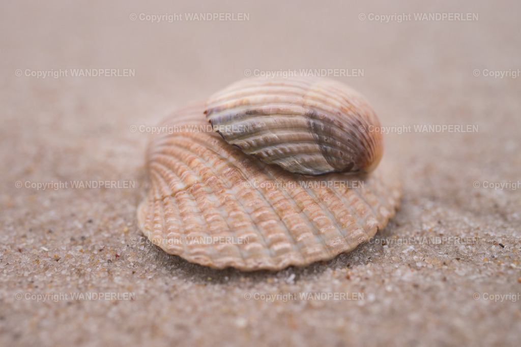 Muscheln | Muscheln im Sand - Realisiert mit Pictrs.com