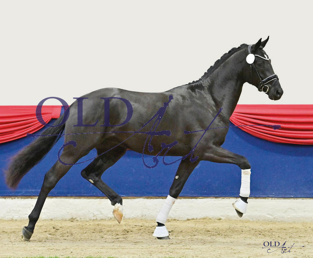 42 DE433330099920 HM Dodo Weihgand - Desperados - Sandro Hit_ | <meta name="description" content="★Offizieller Merchandise und Foto-/Videostore des Oldenburger Verbandes.★ ✅Jetzt auch digital Ausdrucke erhältlich." />
<meta name="keywords" content="Merchandise Foto-/Videostore Oldenburger Verband Photographie 