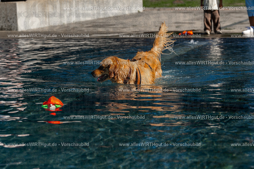 Hundeschwimmen_Volksbad_2026-allesWIRTHgut_Tierfotografie-2609061102-FAY06099 | Professionelle Tierfotografie in Mönchengladbach von Daniel Wirth (allesWIRTHgut). Liebevolle & natürliche Bilder von Hunden & Katzen für unvergessliche Erinnerungen.