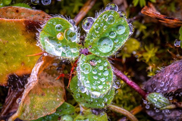 Wassertropfen auf einem kleinen Kleeblatt | Professionelle Natur- & Landschaftsfotos als Poster, auf Leinwand & viele mehr. Wähle aus einer Vielzahl an Formaten & Materialien Dein perfektes Bild. - Realisiert mit Pictrs.com