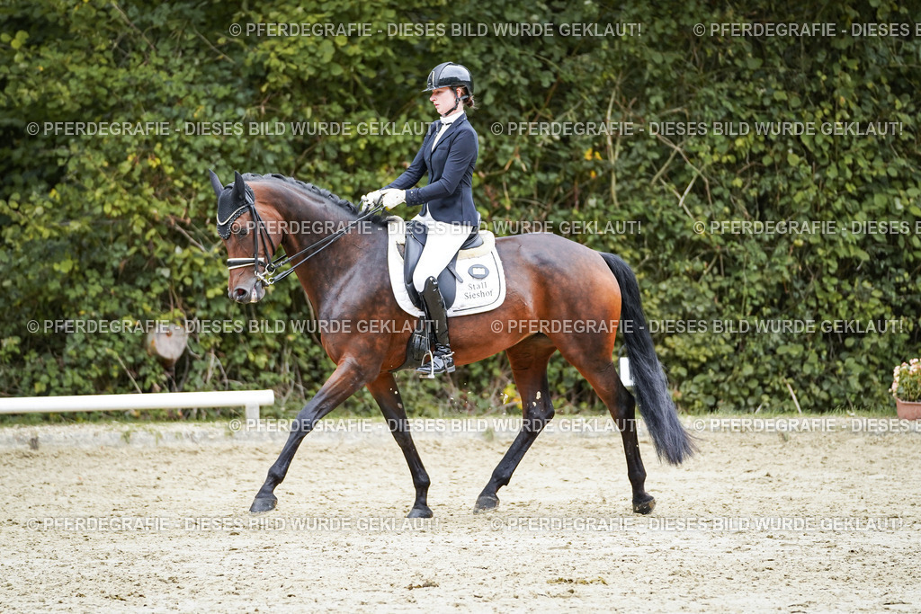 DSC01948 | Pferdegrafie