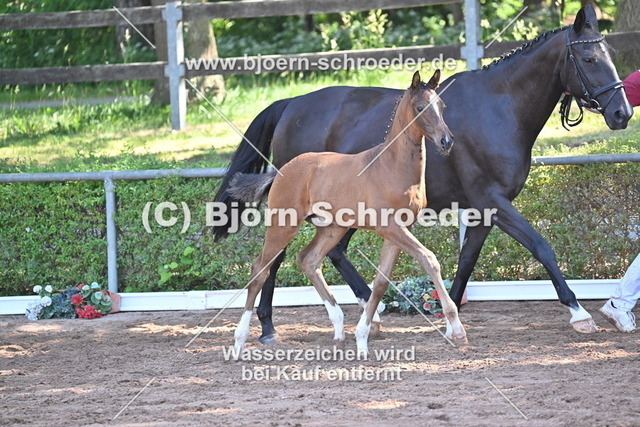 18_Christ - Quaterman_758_8799 | Björn Schroeder Pferdefotografie