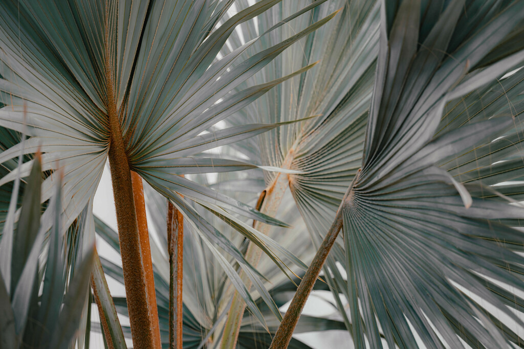 Teneriffa_by Leevke Draack_5 | Du suchst natürliche und atmosphärische Prints oder Leinwanddrucke? In diesem Shop gibt es alles, nur kein Mainstream. - Realisiert mit Pictrs.com