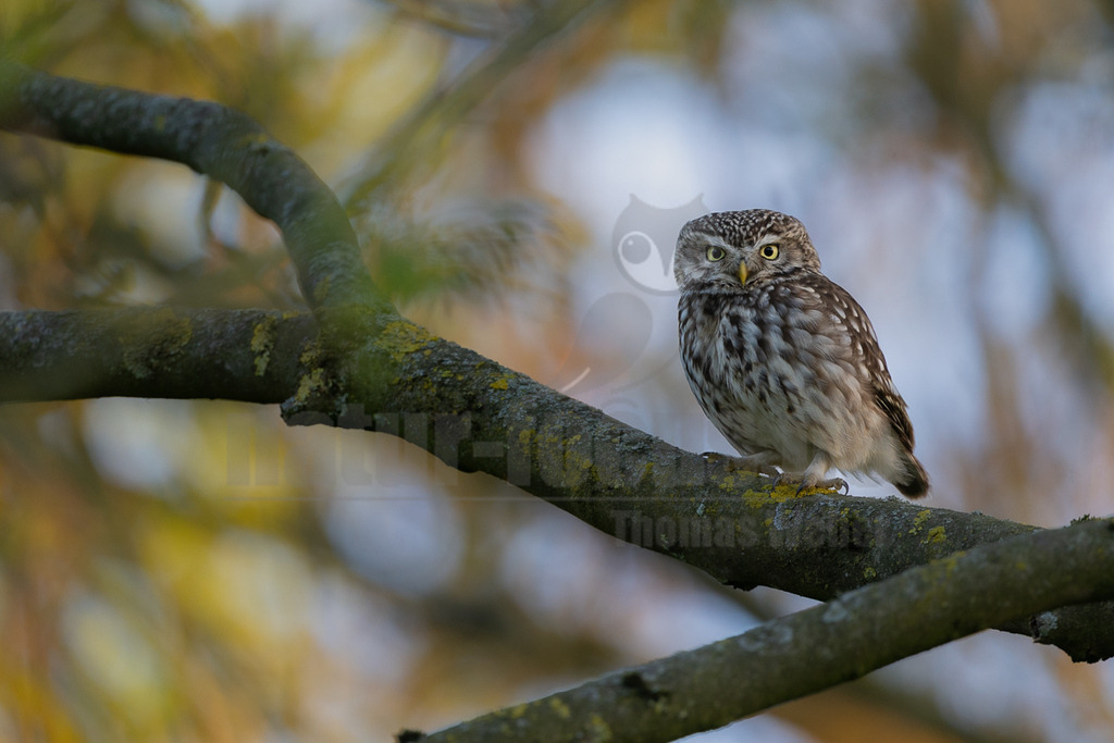 R5M24723_20260430 | Ein Steinkauz (Athene noctua) sitzt auf einem dicken, mit Flechten bewachsenen Ast. Der kleine Raubvogel blickt mit seinen großen, gelben Augen aufmerksam direkt in die Kamera. Sein Gefieder ist braun-weiß gesprenkelt. Der Hintergrund ist unscharf und in herbstlichen Farben gehalten. - Realisiert mit Pictrs.com