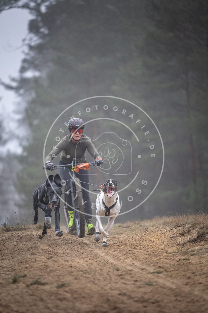 Pfotenfotografie_DV3A0764 | Hundefotografie, Tierfotograf, Pfotenfotografie, Fotoshooting Hund, Hunde Portrait, Hundesport, Hundeportraits, Heideshooting, Hunde, Sportfotograf, Hundefotograf, Turnierhundsport, THS,  - Realisiert mit Pictrs.com