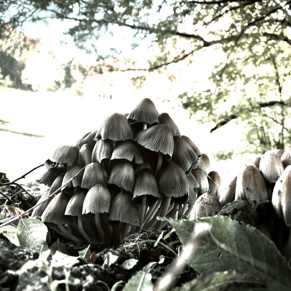 Pilze | BILDER AN DIE WAND                                                verschönern sie ihr Büro, ihre Praxis oder ihre viel Wände zu Haus  - Realisiert mit Pictrs.com