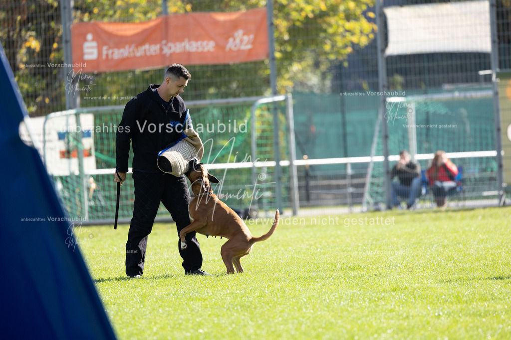 _16A5356 | Einzigartige Fotos von Hunden & Menschen –Actionfotos, Portraits, Vereinsaufnahmen & Paarshootings – authentisch, lebendig & mit Herz.
