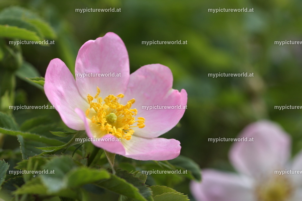 Hundsrose-005 | Das Bilderarchiv über Tiere, Planzen und Landschaften. In der Bilddatenbank finden Sie ein große Auswahl an hochwertigen Bilder für Ihre Werbung - Realisiert mit Pictrs.com