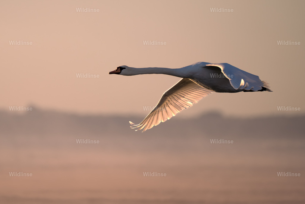 Wildlinse-251018-1 | Willkommen bei Wildlinse. Wildtierfotografien aus Schleswig-Holstein: Entdecke einzigartige Fine-Art-Prints und Poster, die Ruhe, Wildnis und die Schönheit unserer heimischen Tierwelt in dein Zuhause bringen. - Realisiert mit Pictrs.com