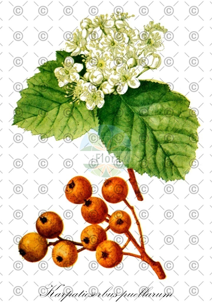 HistAbb_wfo-0001443883_1_ENZY_Simple | Historische Abbildung von Karpatiosorbus puellarum - Rosaceae | Historical Illustration of Karpatiosorbus puellarum - Rosaceae