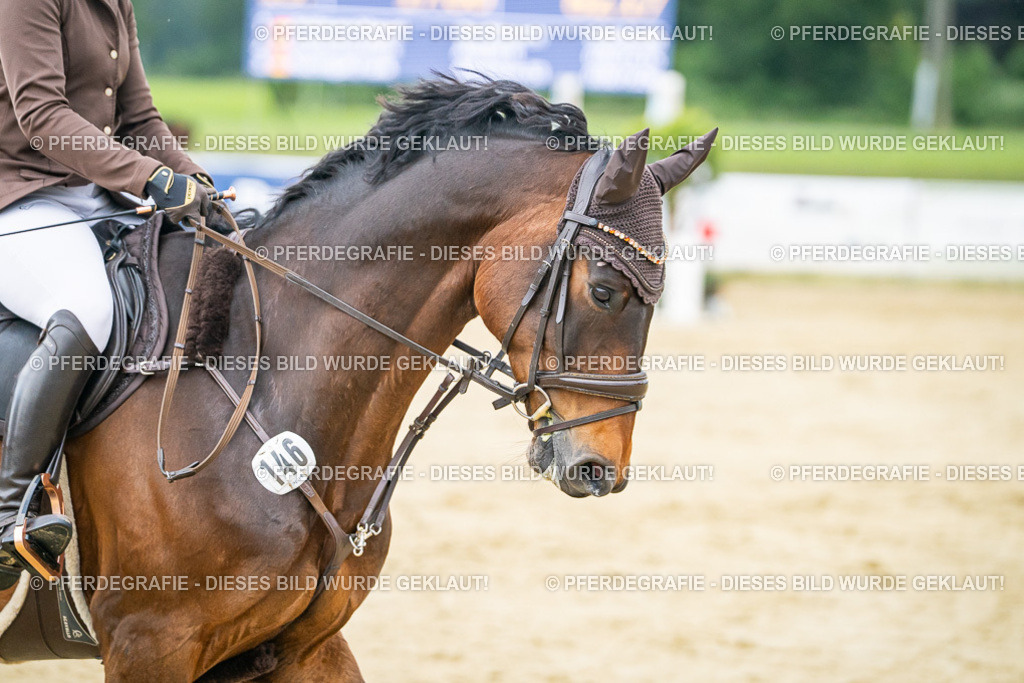 DSC06596 | Pferdegrafie