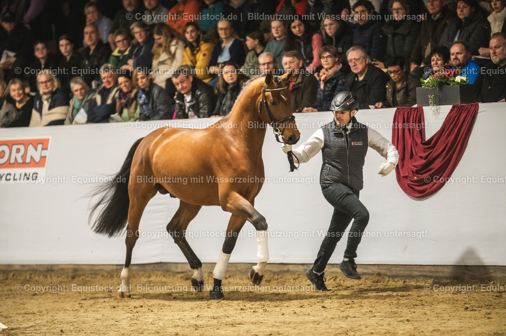 20240302_Hengstvorstellung_Marbach_TOMsPiC_0263 | equistock