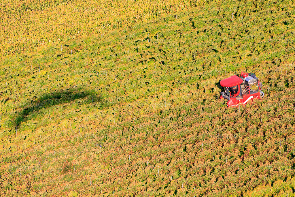 Luftbild: Vollernte bei der Weinlese in Niederotterbach im Bundesland Rheinland-Pfalz in Deutschland. Foto: IMG_45389.jpg vom 24.09.2011 durch Werner Riehm/FLY-FOTO.de