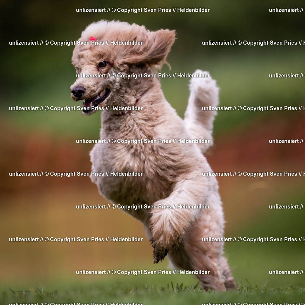 Sven Pries | 2024-04-21 - Hunderennen Baden-Oos
Foto: Sven Pries - Realisiert mit Pictrs.com