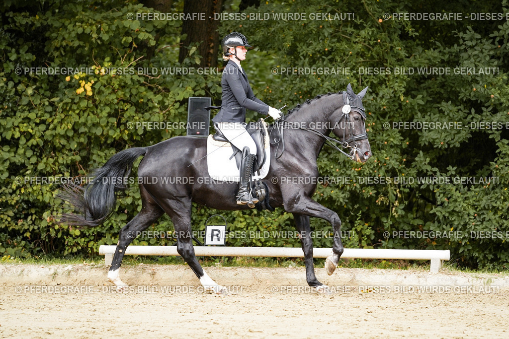 DSC03529 | Pferdegrafie