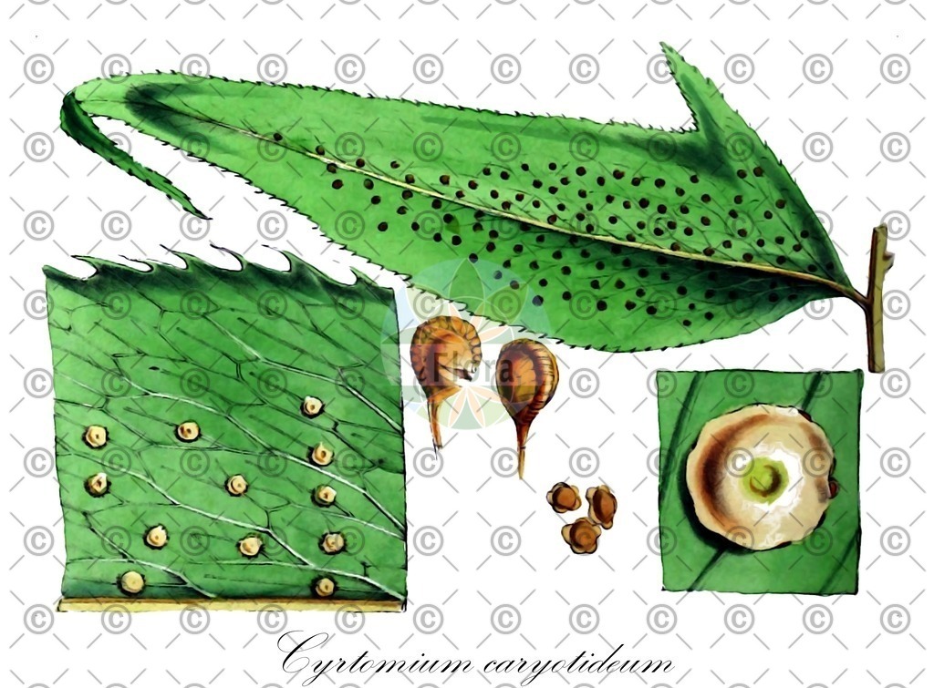 HistAbb_wfo-0000936124_1_ENZY_Simple | Historische Abbildung von Cyrtomium caryotideum - Dryopteridaceae | Historical Illustration of Cyrtomium caryotideum - Dryopteridaceae