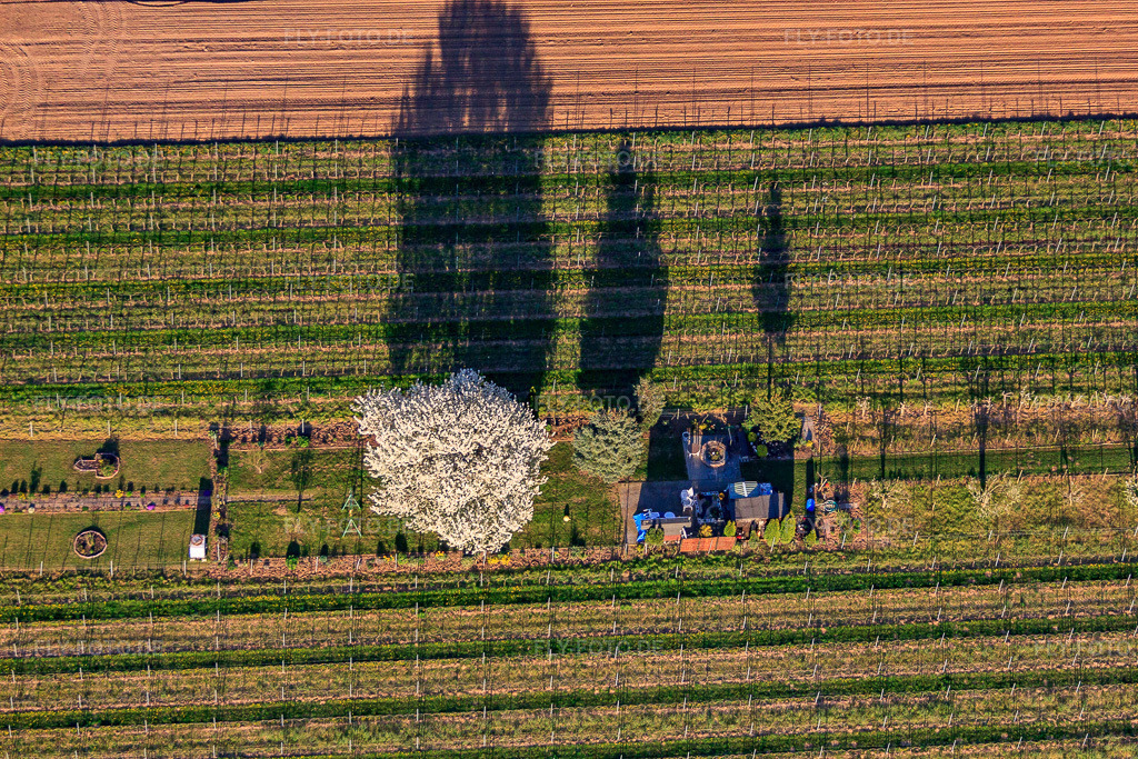 Luftbild: Gartengrundstück mit blühendem Kirchsbaum zwiscen Weinrebzeilen in Großfischlingen im Bundesland Rheinland-Pfalz in Deutschland. Foto: IMG_56708.jpg vom 25.04.2013 durch Werner Riehm/FLY-FOTO.de