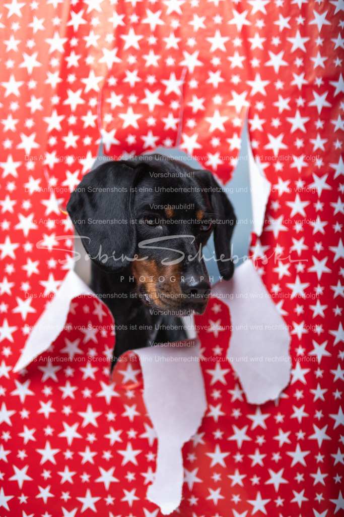 DSCF4407 | People- und Tierfotografie, Imageaufnahmen, Veranstaltungsfotografie und Wandbilder aus der Natur ★ Made in Germany ✔️ Druck + Downloads ✔️ Naturfotografie in Top Qualität ★ schneller Versand, weltweite Lieferung! - Realisiert mit Pictrs.com