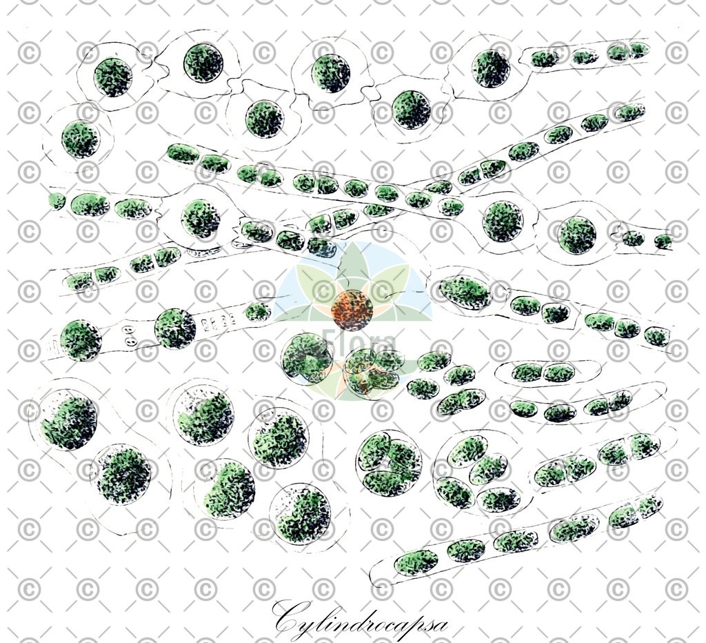 HistAbb_wfo-0000934249_2_ENZY_Simple | Historische Abbildung von Cylindrocapsa - Cylindrocapsaceae (0) | Historical Illustration of Cylindrocapsa - Cylindrocapsaceae (0)
