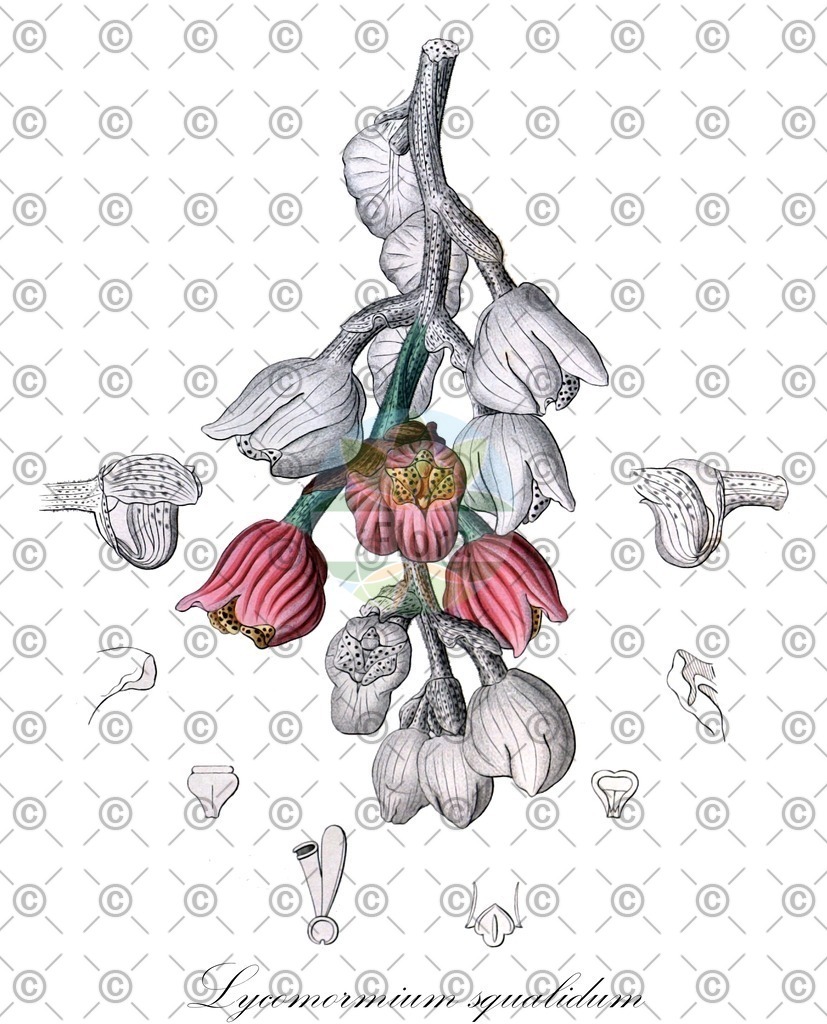 HistAbb_26859_SRC_Masclef_A_FLORAD_SIMPLE | Historische Abbildung von Lycomormium squalidum - Orchidaceae | Historical Illustration of Lycomormium squalidum - Orchidaceae