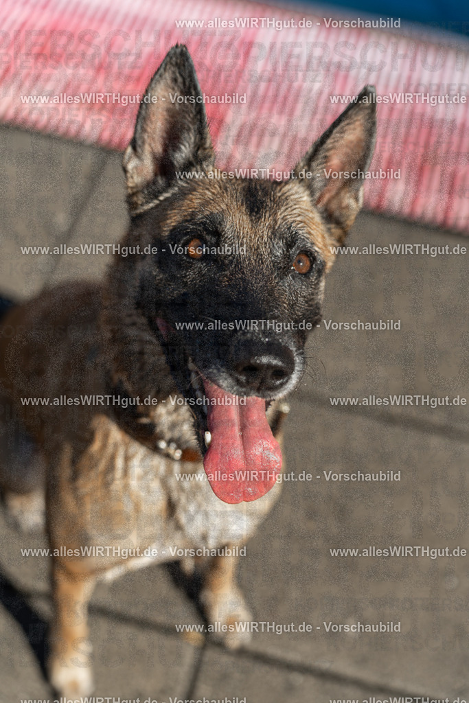 Hundeschwimmen_Volksbad_2026-allesWIRTHgut_Tierfotografie-2609061131-104123-7R509683 | Professionelle Tierfotografie in Mönchengladbach von Daniel Wirth (allesWIRTHgut). Liebevolle & natürliche Bilder von Hunden & Katzen für unvergessliche Erinnerungen.