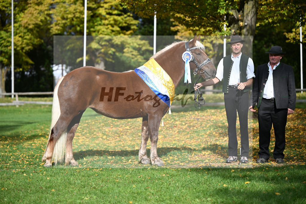 Kat-Nr. 208 Tiefenbachs Nora v. Wellenstein_Strauss_41252022 | hf-fotografie - Realizzato con Pictrs.com