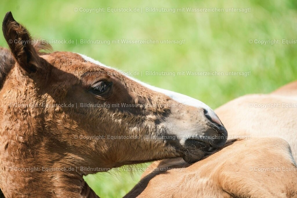 20210617_Fohlen_0294 | Foto: Thomas Hartig