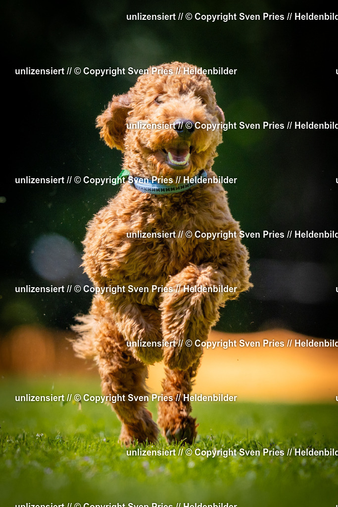 Sven Pries | 2025-08-10 - Hunderennen Durlach - Realisiert mit Pictrs.com