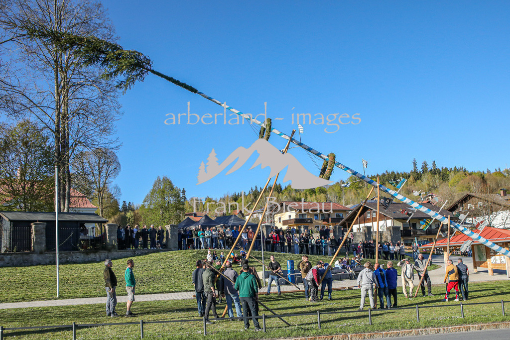 OE7A6662 | zum, seit langem wieder ersten mal, wird der 30m hohe Maibaum ohne Maschinenhilfe aufgestellt