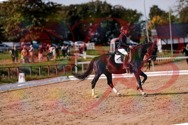 2026_10_03_Siefer-Hof_121556_Z81_17993940 | Professionelle Reitsport-, Turnier- und Eventfotografie von Robert Broda. Galerien mit ausgewählten und bearbeiteten Bildern direkt online ansehen und bestellen.
