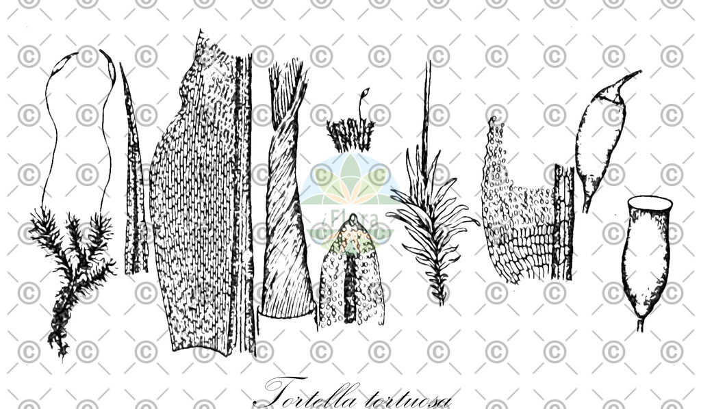 HistAbb_wfo-0001153872_1_ENZY_Simple | Historische Abbildung von Tortella tortuosa - Pottiaceae | Historical Illustration of Tortella tortuosa - Pottiaceae
