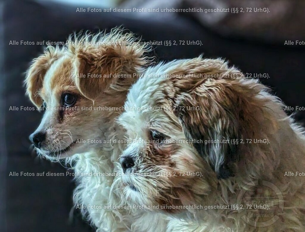 ed0be145cd9196a5f85354b99517c9ae | krollfotografie - Realisiert mit Pictrs.com