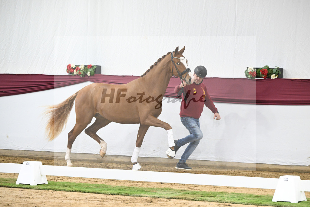 Kat-Nr. 24 Escanto PS x Feinrich_Tobias Sesselmann u Lea Dressel_47250740 | hf-fotografie - Realisiert mit Pictrs.com