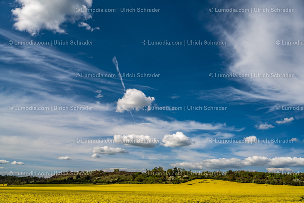 10049-13126 - Blühende Rapsfelder | Stockfoto und Bilderpool mit Bildmaterial aus Deutschland, dem Harz, Halberstadt, Quedlinburg, Wernigerode und weltweit. Qualitativ hochwertige und professionelle Fotos anschauen und kaufen. - Realisiert mit Pictrs.com