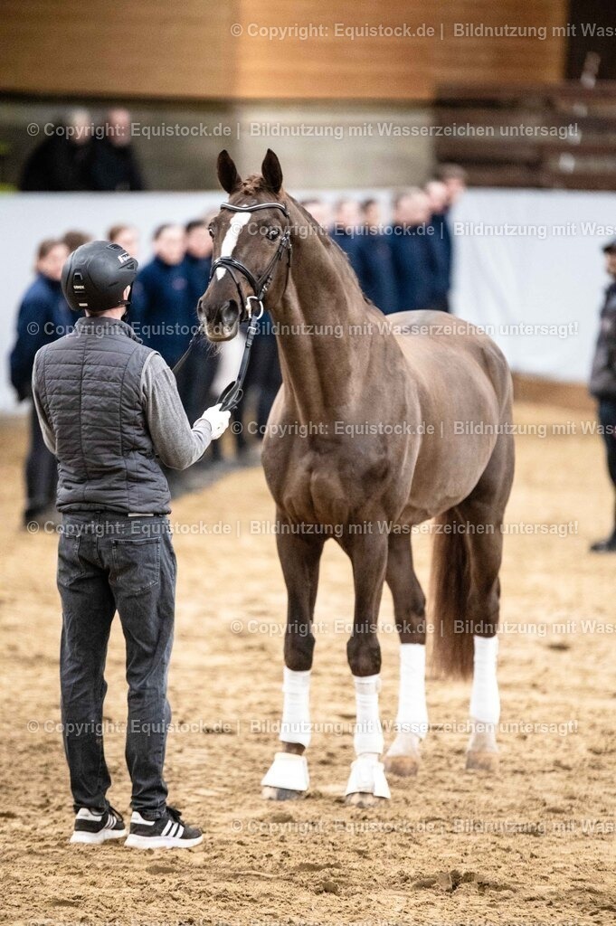 20260307_Hengstvorstellung-Marbach_0534 | equistock