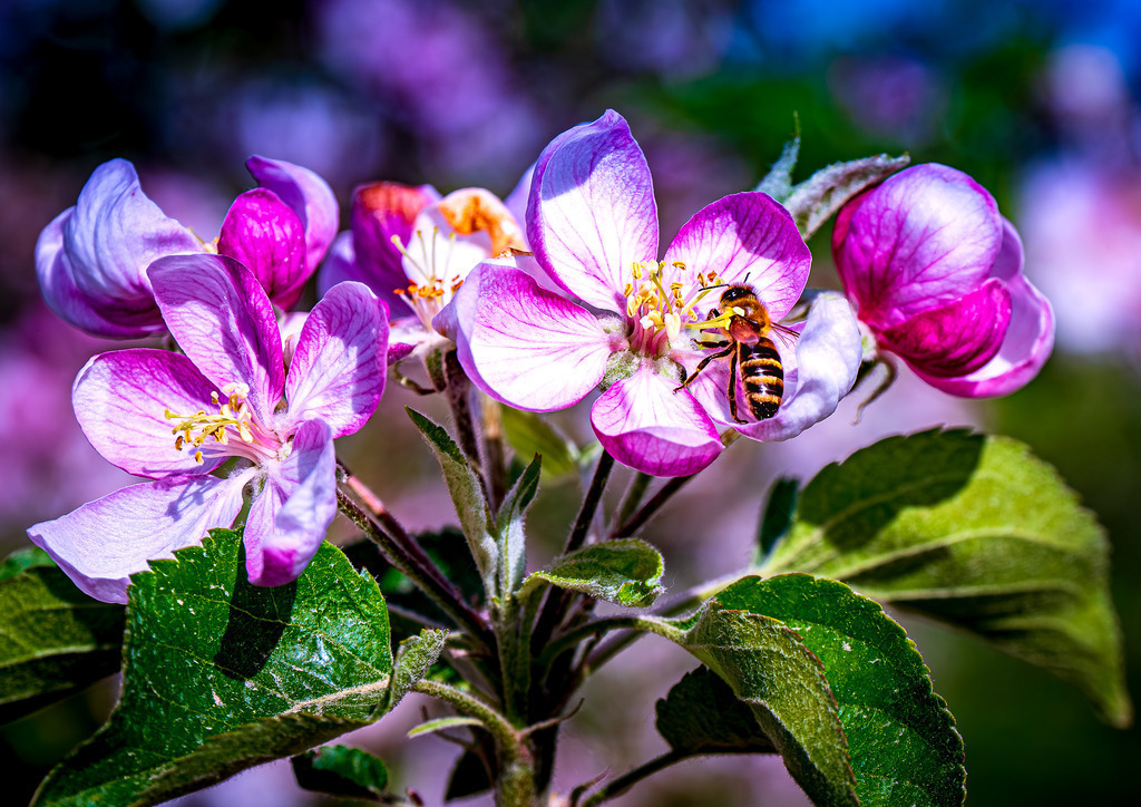 MPI_Blüten_0022 | Apfelblüte bei Achern-Mösbach - Realisiert mit Pictrs.com