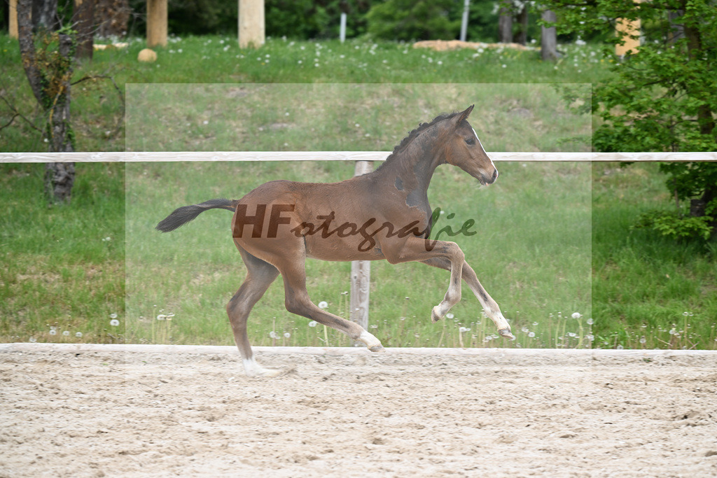 Kat-Nr. 33 HF Sebastino PS x Apache_Blessing_24260745 | hf-fotografie - Realisiert mit Pictrs.com