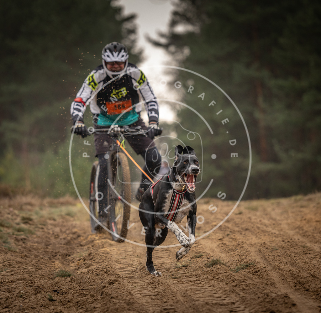 Pfotenfotografie_DV3A4802 | Hundefotografie, Tierfotograf, Pfotenfotografie, Fotoshooting Hund, Hunde Portrait, Hundesport, Hundeportraits, Heideshooting, Hunde, Sportfotograf, Hundefotograf, Turnierhundsport, THS,  - Realisiert mit Pictrs.com