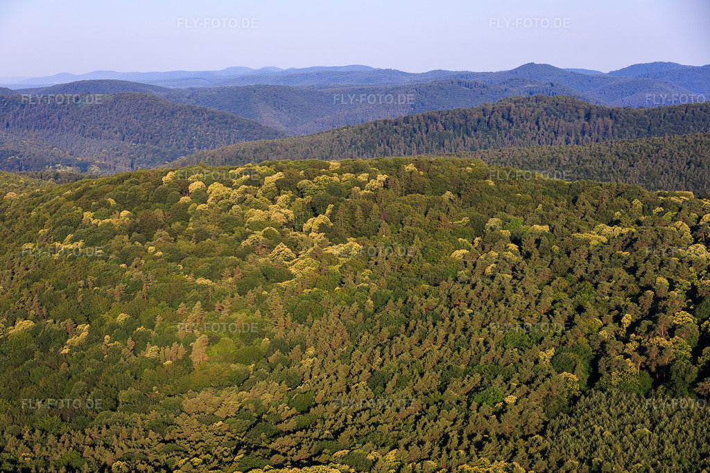 Luftbild: Blühende Esskastanien im Pflälzerwald im Ortsteil Schweigen in Schweigen-Rechtenbach im Bundesland Rheinland-Pfalz in Deutschland. – Foto: IMG_157809.jpg vom 19.06.2026 durch Werner Riehm/FLY-FOTO.de – Auflösung des Originals: 6000 x 4000 px