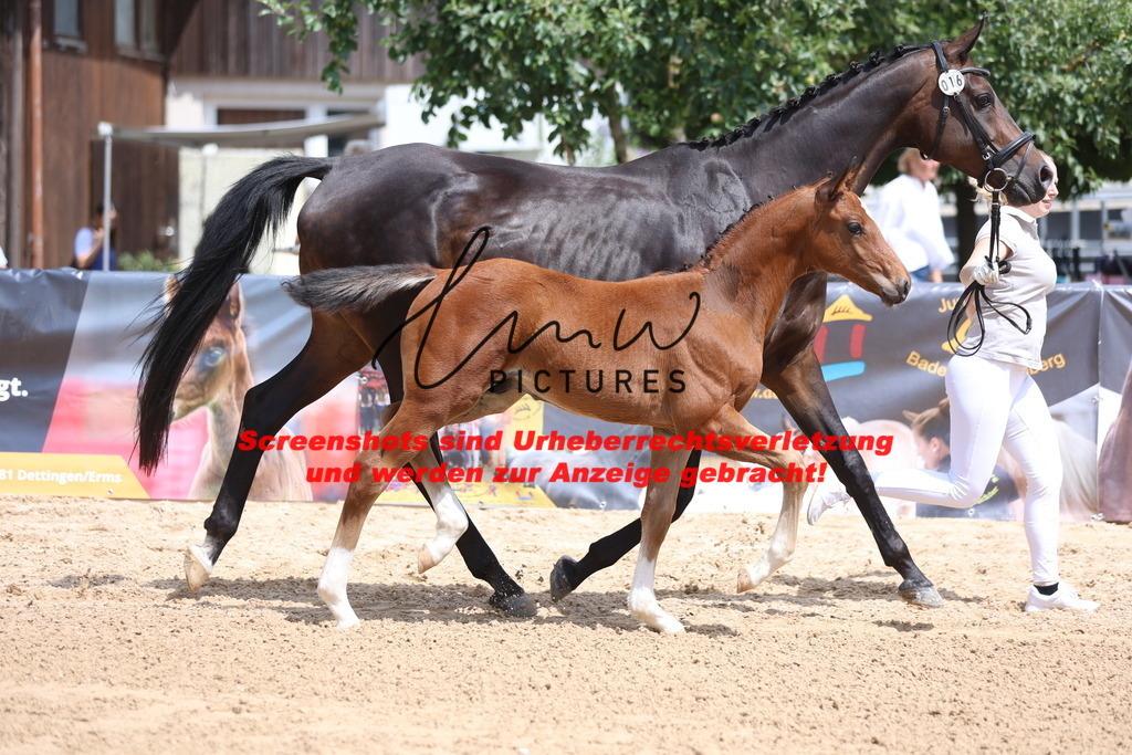 Fohlenschau_Schwäbisch_Hall_dressurbetonte_Fohlen_KN 16_8 | lmwpictures - Realisiert mit Pictrs.com