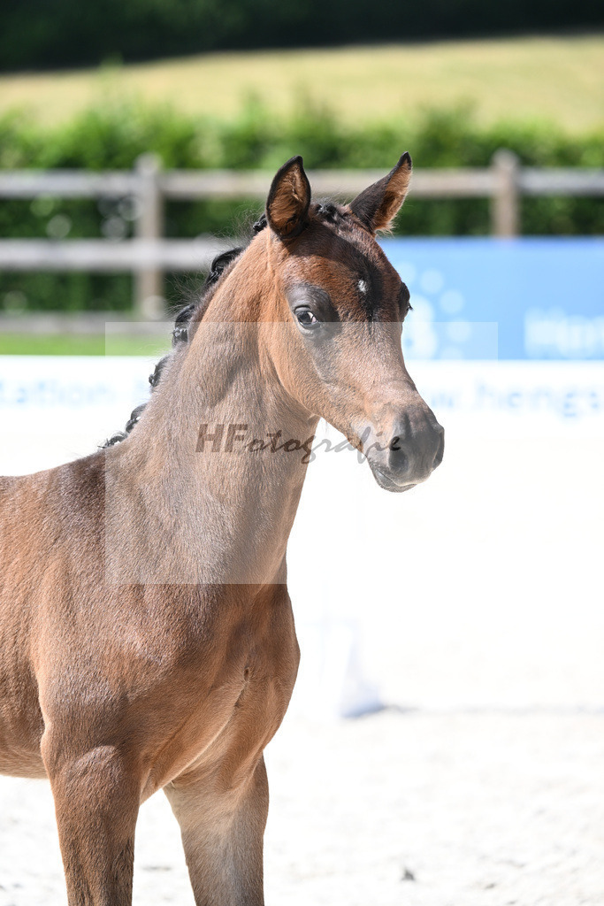 Kat-Nr. 42 Cadeau Noir x Locksley III_HF_Haberl_15251109 | hf-fotografie - Realisiert mit Pictrs.com