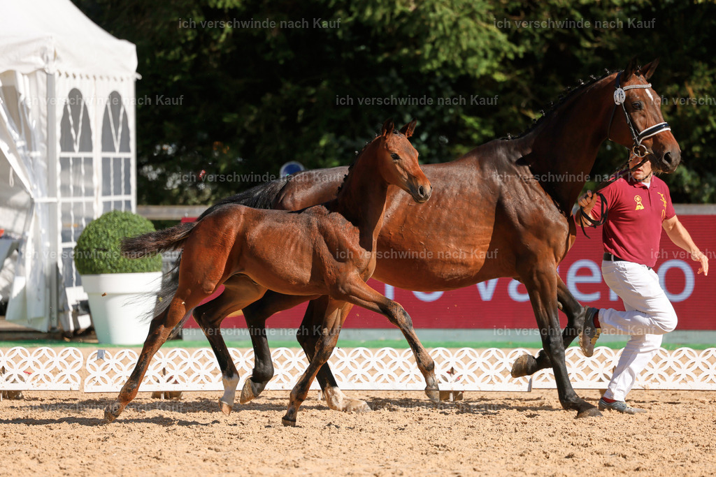 _AM19036 | working equitationturnier fotograf videograf stoibphotography marixx film working equitation deutschland reitsport turnierfotografie eventfotografie equestrian events