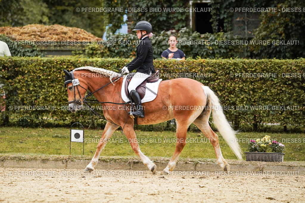 DSC00533 | Pferdegrafie