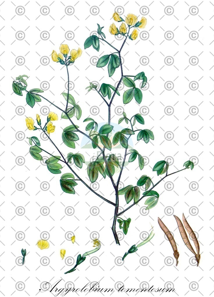 HistAbb_EMP_30087_SRC_HistAbb_Lindman_1901-1905_FLORAD_SIMPLE | Historische Abbildung von Argyrolobium tomentosum - Fabaceae | Historical Illustration of Argyrolobium tomentosum - Fabaceae