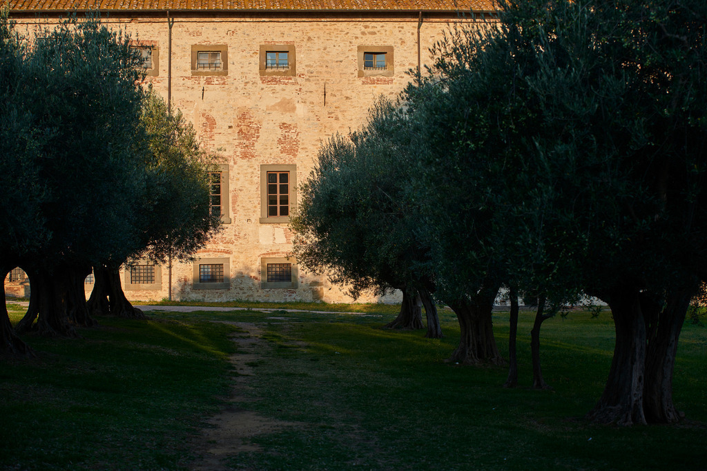Olivenbaeume im Park Palazzo della Corgna | Castiglione del Lago, Italien - September 08, 2016: Olivenbaeume im Park Palazzo della Corgna. - Realisiert mit Pictrs.com