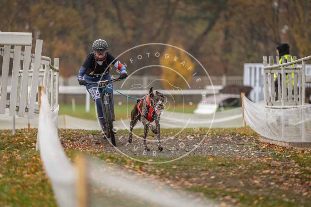 CaniXpix_DV3A8293 | Hundefotografie, Tierfotograf, Pfotenfotografie, Fotoshooting Hund, Hunde Portrait, Hundesport, Hundeportraits, Heideshooting, Hunde, Sportfotograf, Hundefotograf, Turnierhundsport, THS,  - Realisiert mit Pictrs.com