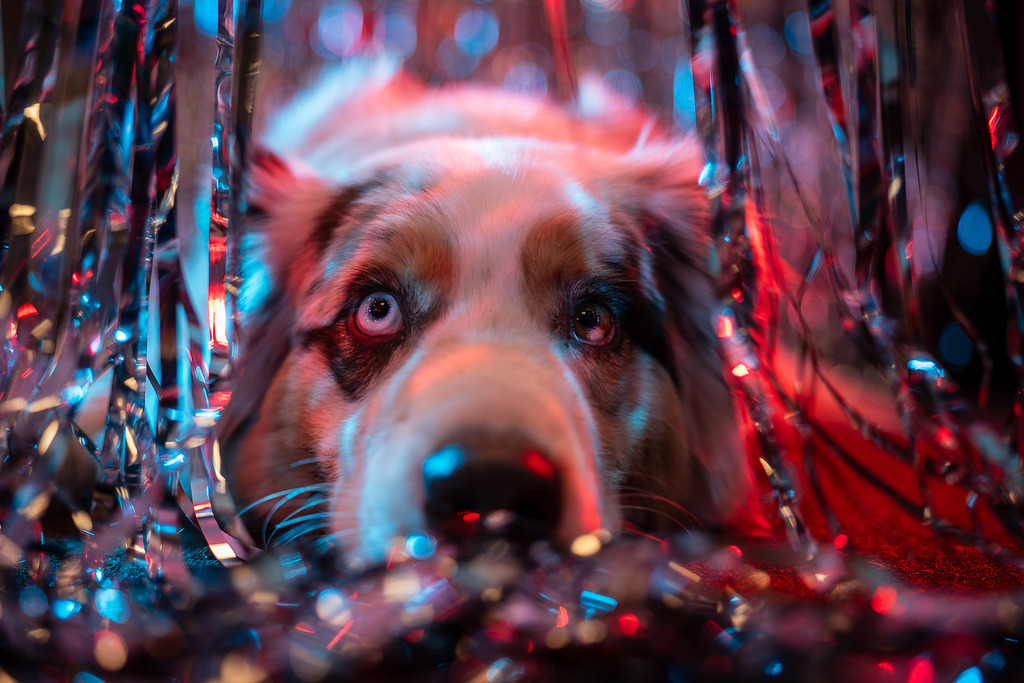 allesWIRTHgut Tierfotografie - 7IV01505 | Professionelle Tierfotografie in Mönchengladbach von Daniel Wirth (allesWIRTHgut). Liebevolle & natürliche Bilder von Hunden & Katzen für unvergessliche Erinnerungen.